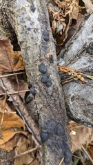 Annulohypoxylon truncatum