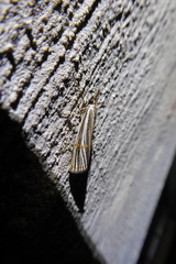 Aurotalis nigrisquamalis