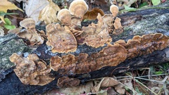 Stereum ostrea