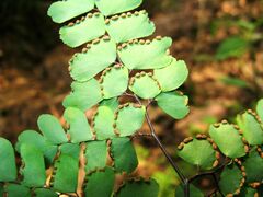 Adiantum flabellulatum