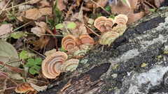 Stereum ostrea