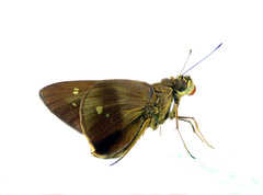 Calpodes chiomara