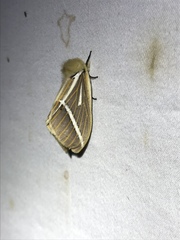 Kentroleuca albilinea