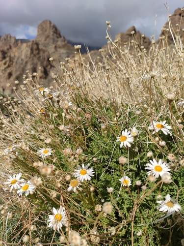 Argyranthemum image