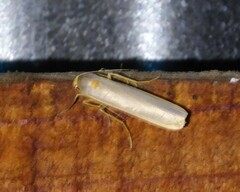 Sozusa scutellata