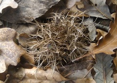 Andricus caputmedusae