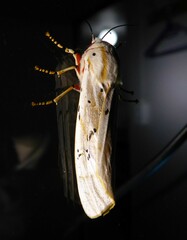 Rhodogastria similis