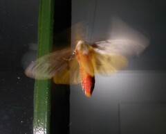 Rhodogastria similis