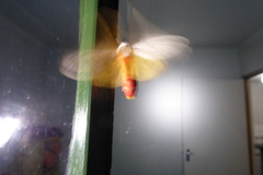 Rhodogastria similis