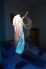 Rhodogastria similis