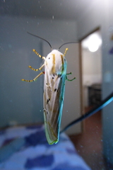 Rhodogastria similis