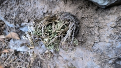 Selaginella pulvinata