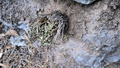 Selaginella pulvinata