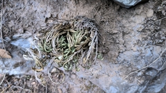 Selaginella pulvinata