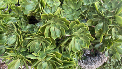 Aeonium