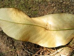 Pyrrosia lingua