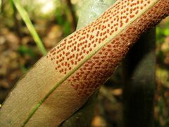 Pyrrosia lingua