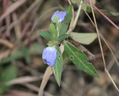 Cynarospermum asperrimum