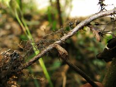 Pyrrosia lingua