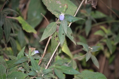 Cynarospermum asperrimum