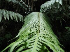 Woodwardia prolifera