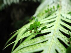 Woodwardia prolifera