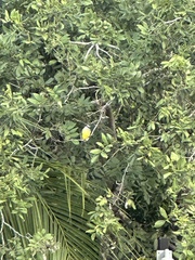 Pitangus sulphuratus