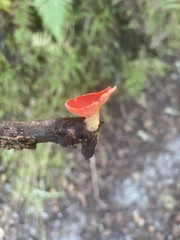 Sarcoscypha coccinea