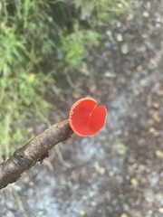 Sarcoscypha coccinea