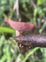 Sarcoscypha coccinea