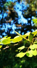 Bauhinia acuminata