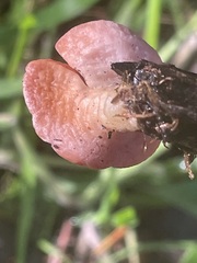 Sarcoscypha coccinea