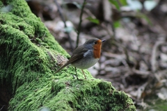 Erithacus rubecula superbus