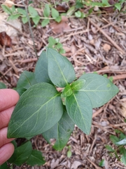 Vinca difformis