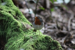 Erithacus rubecula superbus