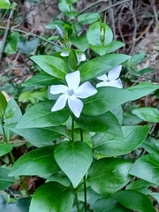 Vinca difformis