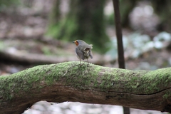 Erithacus rubecula superbus
