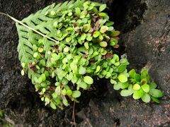 Woodwardia prolifera