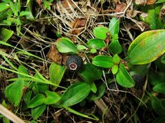 Melastoma dodecandrum