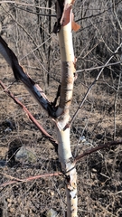 Betula costata