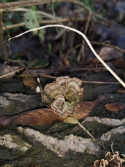 Trametes versicolor