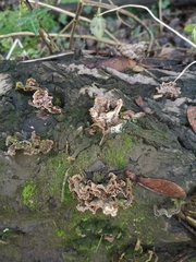 Trametes versicolor