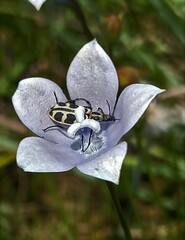 Astylus atromaculatus