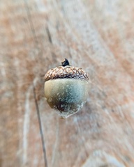 Quercus palustris