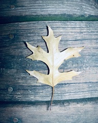 Quercus palustris
