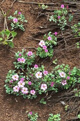 Oxalis obliquifolia