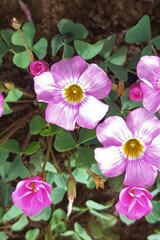 Oxalis obliquifolia