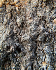 Quercus palustris