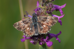 Muschampia floccifera