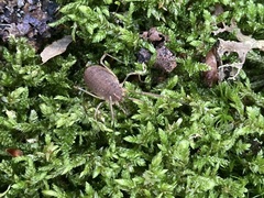 Odiellus troguloides